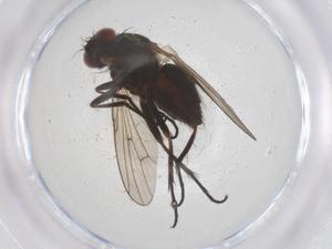  ( - CBG-B22987-E09)  @11 [ ] CreativeCommons - Attribution Share - Alike (2025) Centre for Biodiversity Genomics Centre for Biodiversity Genomics