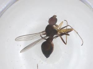  (Dicranosepsis takoensis - CBG-B23177-D04)  @11 [ ] CreativeCommons - Attribution Share - Alike (2025) Centre for Biodiversity Genomics Centre for Biodiversity Genomics