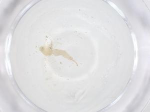  ( - CBG-B23178-F02)  @11 [ ] CreativeCommons - Attribution Share - Alike (2025) Centre for Biodiversity Genomics Centre for Biodiversity Genomics