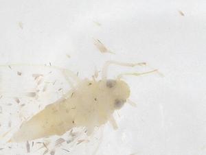  ( - CBG-B23178-F03)  @11 [ ] CreativeCommons - Attribution Share - Alike (2025) Centre for Biodiversity Genomics Centre for Biodiversity Genomics