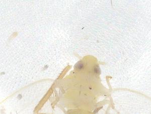  ( - CBG-B23179-F12)  @11 [ ] CreativeCommons - Attribution Share - Alike (2025) Centre for Biodiversity Genomics Centre for Biodiversity Genomics