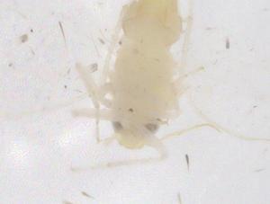  ( - CBG-B23180-A06)  @11 [ ] CreativeCommons - Attribution Share - Alike (2025) Centre for Biodiversity Genomics Centre for Biodiversity Genomics