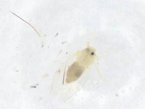  ( - CBG-B23181-F07)  @11 [ ] CreativeCommons - Attribution Share - Alike (2025) Centre for Biodiversity Genomics Centre for Biodiversity Genomics