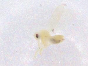  ( - CBG-B23182-G02)  @11 [ ] CreativeCommons - Attribution Share - Alike (2025) Centre for Biodiversity Genomics Centre for Biodiversity Genomics