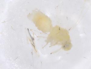  ( - CBG-B23202-E05)  @11 [ ] CreativeCommons - Attribution Share - Alike (2025) Centre for Biodiversity Genomics Centre for Biodiversity Genomics