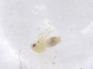  ( - CBG-B23202-E11)  @11 [ ] CreativeCommons - Attribution Share - Alike (2025) Centre for Biodiversity Genomics Centre for Biodiversity Genomics