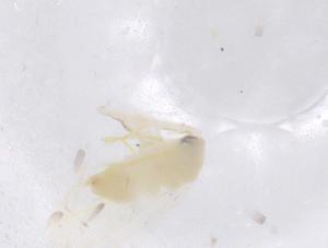  ( - CBG-B23202-G11)  @11 [ ] CreativeCommons - Attribution Share - Alike (2025) Centre for Biodiversity Genomics Centre for Biodiversity Genomics