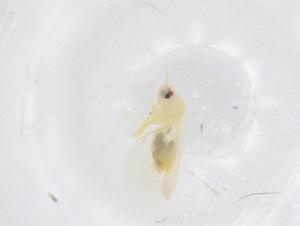  ( - CBG-B23203-D09)  @11 [ ] CreativeCommons - Attribution Share - Alike (2025) Centre for Biodiversity Genomics Centre for Biodiversity Genomics