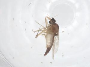  ( - CBG-B23203-D12)  @11 [ ] CreativeCommons - Attribution Share - Alike (2025) Centre for Biodiversity Genomics Centre for Biodiversity Genomics