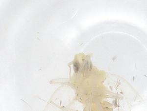  ( - CBG-B23203-G12)  @11 [ ] CreativeCommons - Attribution Share - Alike (2025) Centre for Biodiversity Genomics Centre for Biodiversity Genomics