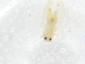  ( - CBG-B23204-B02)  @11 [ ] CreativeCommons - Attribution Share - Alike (2025) Centre for Biodiversity Genomics Centre for Biodiversity Genomics