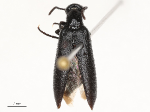  ( - CBG-A67084-E05)  @11 [ ] CreativeCommons - Attribution Share - Alike (2025) CBG Photography Group Centre for Biodiversity Genomics