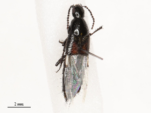  ( - CBG-B02339-D04)  @11 [ ] CreativeCommons - Attribution Share - Alike (2025) CBG Photography Group Centre for Biodiversity Genomics