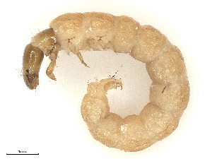  ( - CBG-B02339-F05)  @11 [ ] CreativeCommons - Attribution Share - Alike (2025) CBG Photography Group Centre for Biodiversity Genomics