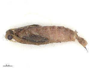  ( - CBG-B02339-F07)  @11 [ ] CreativeCommons - Attribution Share - Alike (2025) CBG Photography Group Centre for Biodiversity Genomics