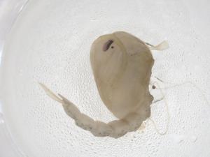  ( - CBG-B02436-C12)  @11 [ ] CreativeCommons - Attribution Share - Alike (2025) Centre for Biodiversity Genomics Centre for Biodiversity Genomics