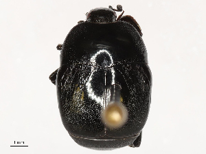  ( - CBG-B02494-A12)  @11 [ ] CreativeCommons - Attribution Share - Alike (2025) CBG Photography Group Centre for Biodiversity Genomics