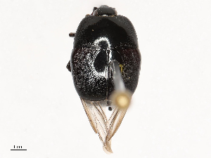  ( - CBG-B02494-B03)  @11 [ ] CreativeCommons - Attribution Share - Alike (2025) CBG Photography Group Centre for Biodiversity Genomics