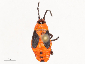  ( - CBG-B02494-F01)  @11 [ ] CreativeCommons - Attribution Share - Alike (2025) CBG Photography Group Centre for Biodiversity Genomics