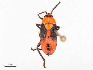  ( - CBG-B02494-F02)  @11 [ ] CreativeCommons - Attribution Share - Alike (2025) CBG Photography Group Centre for Biodiversity Genomics