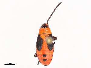  ( - CBG-B02494-F03)  @11 [ ] CreativeCommons - Attribution Share - Alike (2025) CBG Photography Group Centre for Biodiversity Genomics