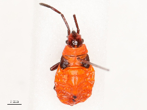  ( - CBG-B02494-F06)  @11 [ ] CreativeCommons - Attribution Share - Alike (2025) CBG Photography Group Centre for Biodiversity Genomics