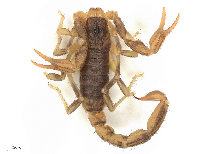  ( - CBG-B02494-H03)  @11 [ ] CreativeCommons - Attribution Share - Alike (2025) CBG Photography Group Centre for Biodiversity Genomics