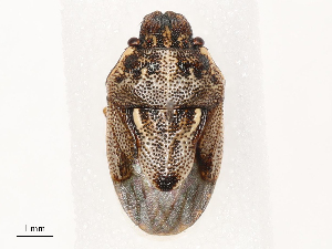  ( - CBG-B04141-C12)  @11 [ ] CreativeCommons - Attribution Share - Alike (2025) CBG Photography Group Centre for Biodiversity Genomics