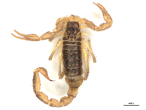  ( - CBG-B04141-F09)  @11 [ ] CreativeCommons - Attribution Share - Alike (2025) CBG Photography Group Centre for Biodiversity Genomics