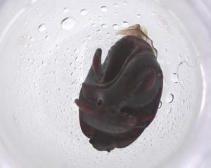  ( - CBG-B04164-C01)  @11 [ ] CreativeCommons - Attribution Share - Alike (2025) Centre for Biodiversity Genomics Centre for Biodiversity Genomics