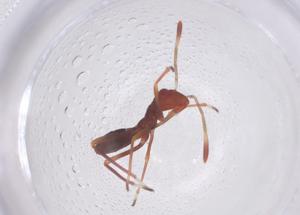  ( - CBG-B04164-F04)  @11 [ ] CreativeCommons - Attribution Share - Alike (2025) Centre for Biodiversity Genomics Centre for Biodiversity Genomics