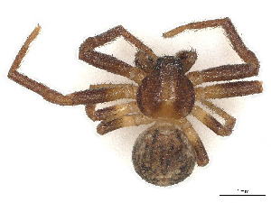  ( - 209-PT-FB3-E-22)  @11 [ ] CreativeCommons - Attribution Share-Alike (2024) CBG Photography Group Centre for Biodiversity Genomics