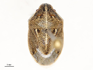  ( - 355-SW-FB2-E-22)  @11 [ ] CreativeCommons - Attribution Share - Alike (2024) CBG Photography Group Centre for Biodiversity Genomics