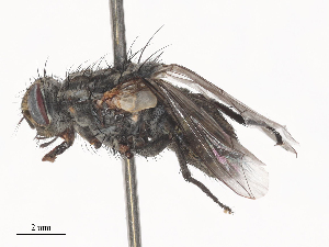  ( - 232-PT-FB1-F-22)  @11 [ ] CreativeCommons - Attribution Share - Alike (2024) CBG Photography Group Centre for Biodiversity Genomics