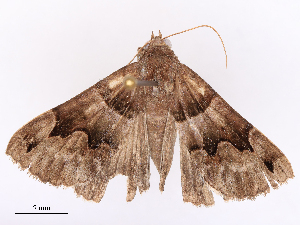  ( - CBG-B11479-C11)  @11 [ ] CreativeCommons - Attribution Share - Alike (2026) CBG Photography Group Centre for Biodiversity Genomics