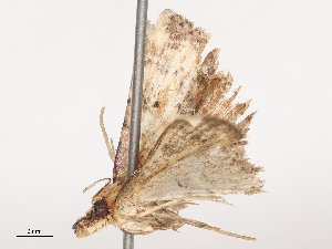  ( - CBG-B14775-A05)  @11 [ ] CreativeCommons - Attribution Share - Alike (2025) CBG Photography Group Centre for Biodiversity Genomics