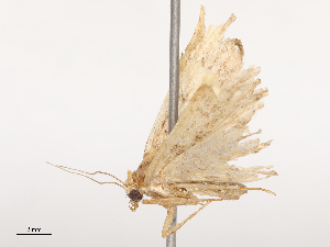  ( - CBG-B14775-A06)  @11 [ ] CreativeCommons - Attribution Share - Alike (2025) CBG Photography Group Centre for Biodiversity Genomics