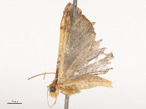  ( - CBG-B14775-C06)  @11 [ ] CreativeCommons - Attribution Share - Alike (2025) CBG Photography Group Centre for Biodiversity Genomics