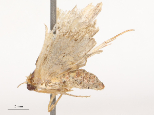 ( - CBG-B14775-C09)  @11 [ ] CreativeCommons - Attribution Share - Alike (2025) CBG Photography Group Centre for Biodiversity Genomics