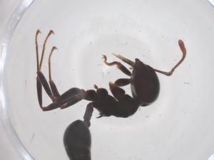  ( - CBG-B19696-B02)  @11 [ ] CreativeCommons - Attribution Share - Alike (2025) Centre for Biodiversity Genomics Centre for Biodiversity Genomics