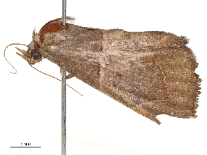  (Achaea basilewskyi - CBG-B22883-B12)  @11 [ ] CreativeCommons - Attribution Share - Alike (2025) CBG Photography Group Centre for Biodiversity Genomics