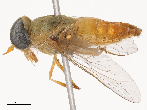  ( - CBG-B22917-G02)  @11 [ ] CreativeCommons - Attribution Share - Alike (2025) CBG Photography Group Centre for Biodiversity Genomics