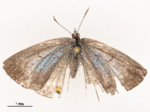  ( - CBG-B22921-G09)  @11 [ ] CreativeCommons - Attribution Share - Alike (2025) CBG Photography Group Centre for Biodiversity Genomics