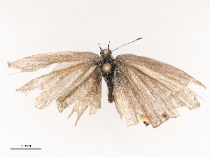  ( - CBG-B22921-H01)  @11 [ ] CreativeCommons - Attribution Share - Alike (2025) CBG Photography Group Centre for Biodiversity Genomics