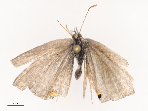  ( - CBG-B22921-H02)  @11 [ ] CreativeCommons - Attribution Share - Alike (2025) CBG Photography Group Centre for Biodiversity Genomics