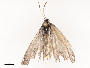  ( - CBG-B22921-H03)  @11 [ ] CreativeCommons - Attribution Share - Alike (2025) CBG Photography Group Centre for Biodiversity Genomics