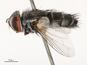  ( - CBG-B22935-B09)  @11 [ ] CreativeCommons - Attribution Share - Alike (2025) CBG Photography Group Centre for Biodiversity Genomics