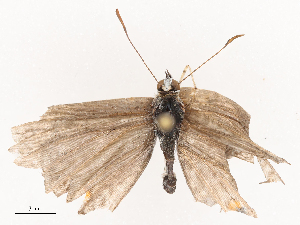  ( - CBG-B22936-F02)  @11 [ ] CreativeCommons - Attribution Share - Alike (2025) CBG Photography Group Centre for Biodiversity Genomics