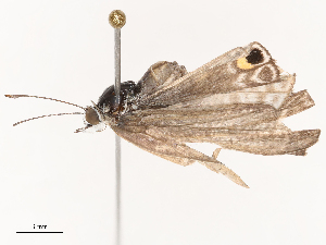  ( - CBG-B22936-G05)  @11 [ ] CreativeCommons - Attribution Share - Alike (2025) CBG Photography Group Centre for Biodiversity Genomics