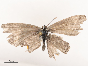  ( - CBG-B22936-G06)  @11 [ ] CreativeCommons - Attribution Share - Alike (2025) CBG Photography Group Centre for Biodiversity Genomics